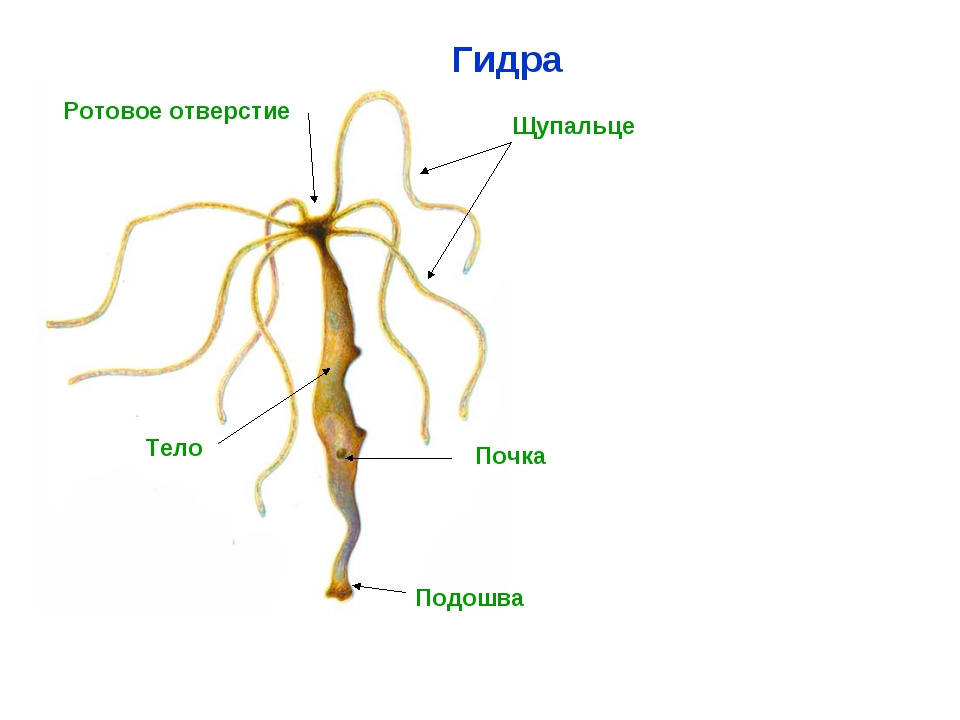 Kra41.at