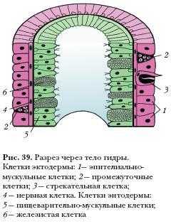Ссылка на сайт гидра в тор браузере