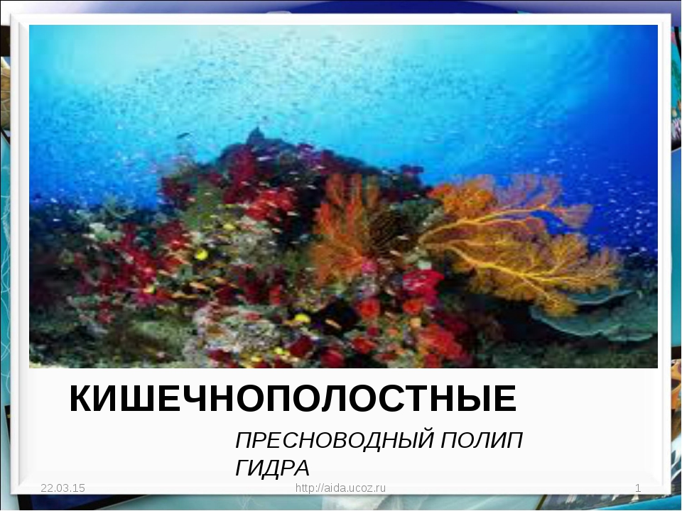Почему не получается зайти на кракен